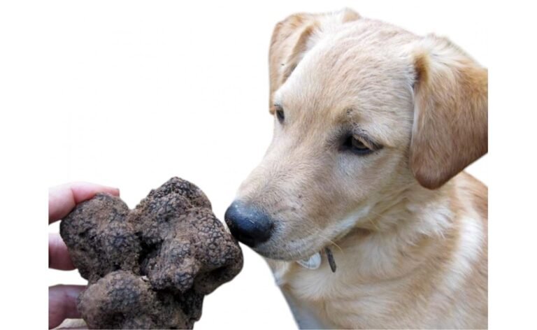 Come Addestrare un Cane al Tartufo: Quali Sono i Passi Fondamentali