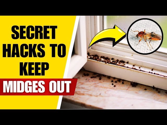 Come Eliminare Moscerini dalla Casa in Modo Efficace e Naturale