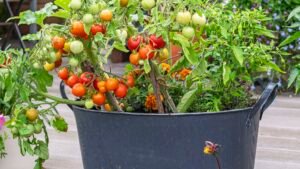 come si piantano i pomodori in vaso per avere un raccolto abbondante
