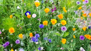 cosa si puo seminare a settembre per un orto florido e salutare