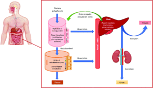 equilibra caffe verde metabolico funziona davvero per dimagrire