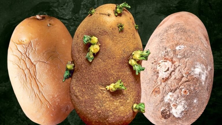 Perché la Mia Patata Puzza di Pesce e Come Eliminare l’Olfatto