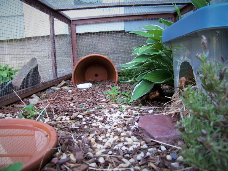 Quali sono le migliori case per tartarughe di terra da acquistare