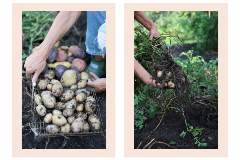 Quando e Come Si Piantano Le Patate Per Un Raccolto Perfetto